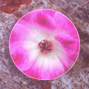 Rosa Iceberg-Rose Getränkeuntersetzer