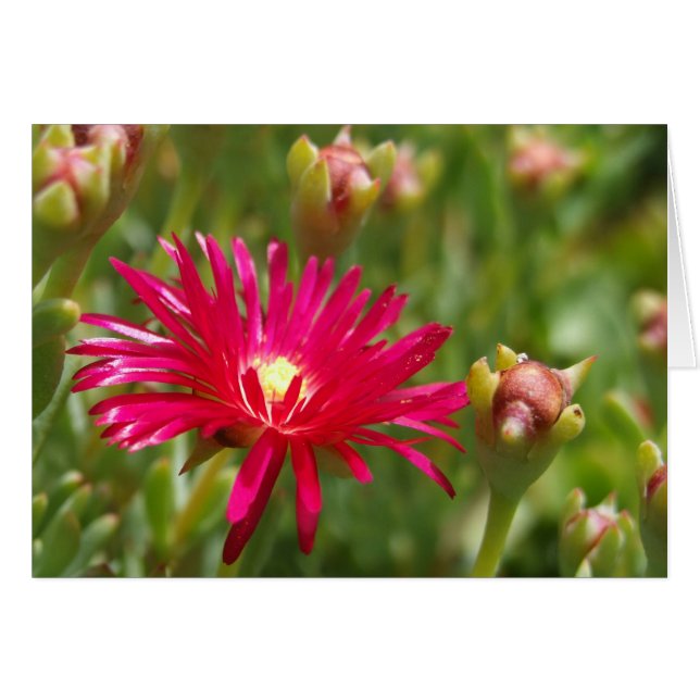 Rosa Iceplant-Blume (Vorderseite (Horizontal))