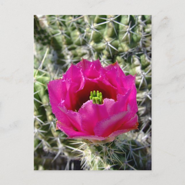 Rosa Igel Kaktus Blume Sammlung Postkarte (Vorderseite)