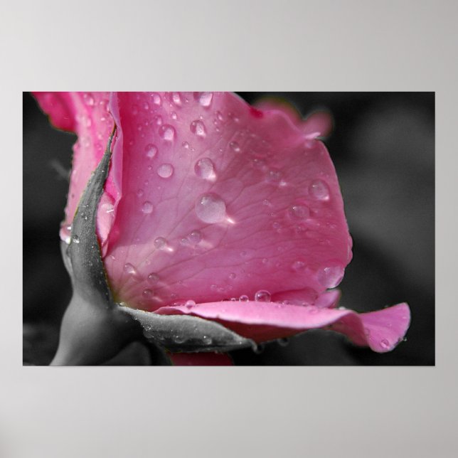 Rosa-II-Poster Poster (Vorne)