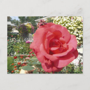 Rosa im Garten von Oma Postkarte