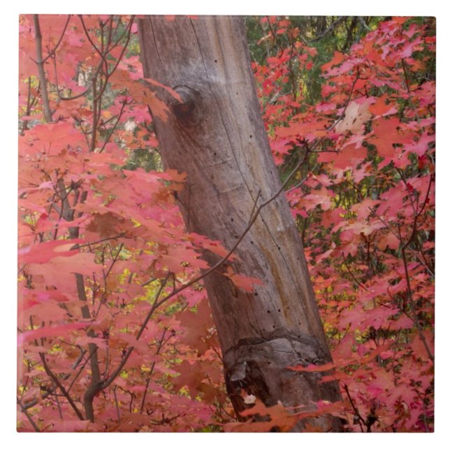 Rosa in Sedona Fliese (Vorderseite)