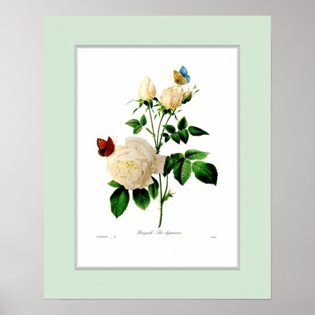 Rosa indica, benutzerdefinierte Grenze Poster (Vorne)