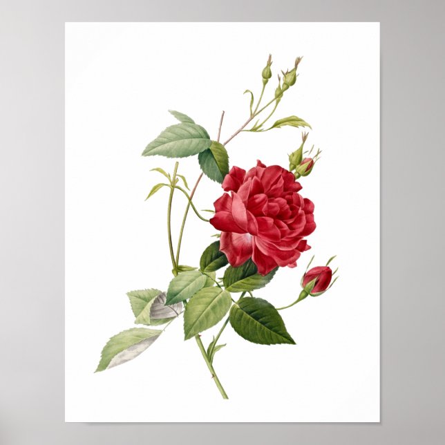 Rosa indica Cruenta Redoute Poster (Vorne)