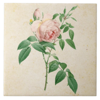 Rosa indica dugrans botanische Abbildung Fliese