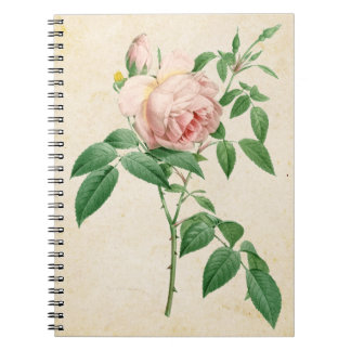 Rosa indica dugrans botanische Abbildung Notizblock