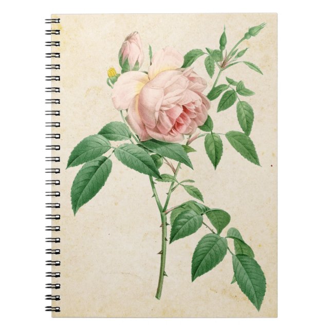 Rosa indica dugrans botanische Abbildung Notizblock (Vorderseite)