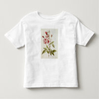 Rosa-Indica gemeines, von 'Les Rosen