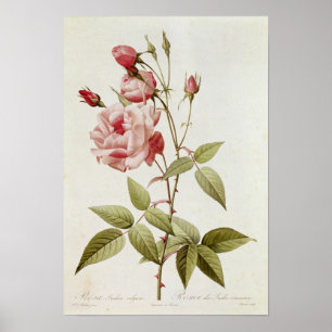Rosa-Indica gemeines, von 'Les Rosen Poster