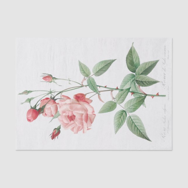 Rosa Indica Vulgaris Seidenpapier (Vorderseite)