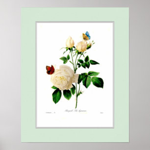 Rosa Indica, Zollgrenze Poster
