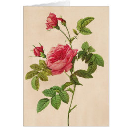 Rosa Inermis, Pierre Joseph Redouté