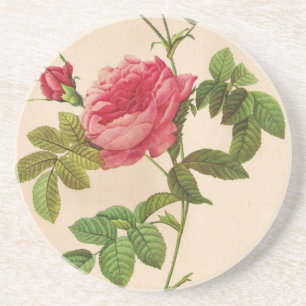 Rosa Inermis, Pierre Joseph Redouté Sandstein Untersetzer