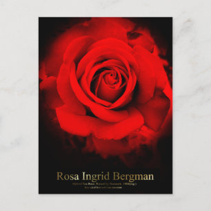 Rosa Ingrid Bergman:Postcard Postkarte