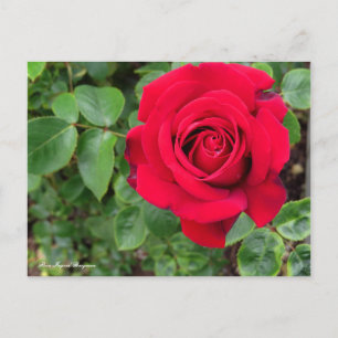 Rosa Ingrid Bergman Postkarte