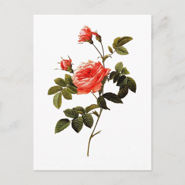 Rosa intermis postkarte (Vorderseite)