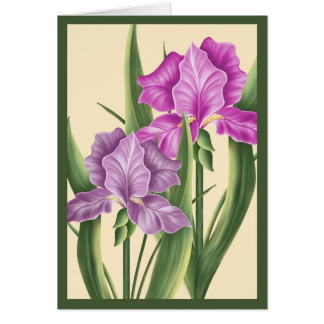 Rosa Iris (Vorne)