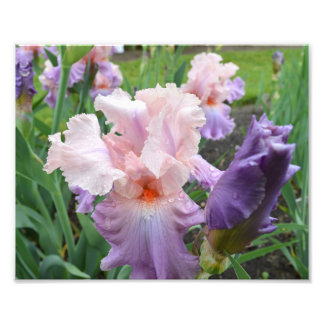 Rosa Iris 10"x8" Foto drucken