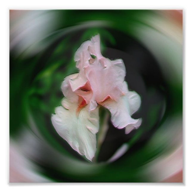 Rosa Iris Blume Abstrakt Art 8x8 Fotodruck (Vorne)