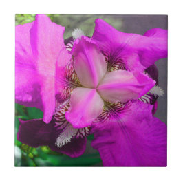 Rosa Iris Blume Tile Fliese