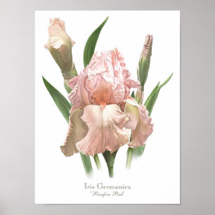 Rosa Iris Original Kunst Druck Poster