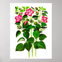 Rosa italienische Hibiskus-Blume, Vintag
