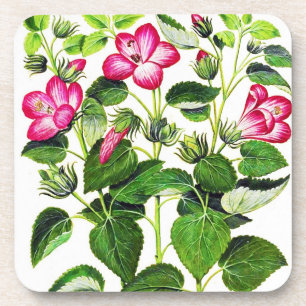Rosa italienische Hibiskusblüten, Vintage-Druck Getränkeuntersetzer