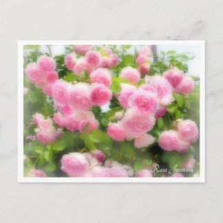 Rosa Jasmina Postkarte