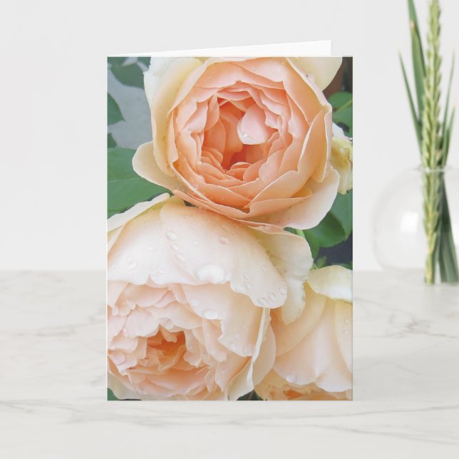 Rosa 'Jude the Obscure' leere Karte (Vorderseite)