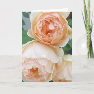 Rosa 'Jude the Obscure' leere Karte