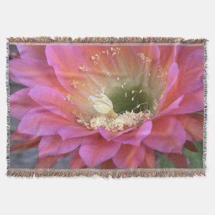 Rosa Kakteen-Blume in der Wüste Decke