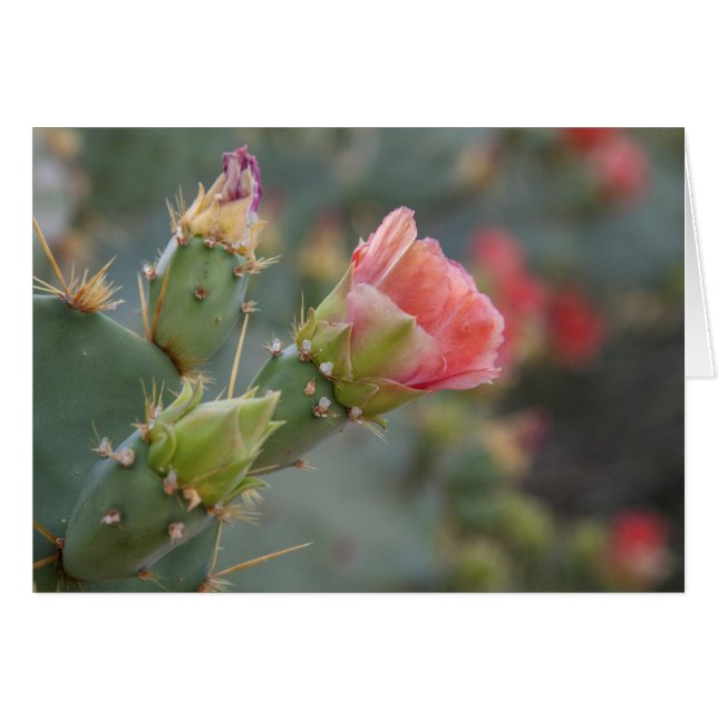 Rosa Kaktus Blume beginnt zu blühen (Vorderseite (Horizontal))