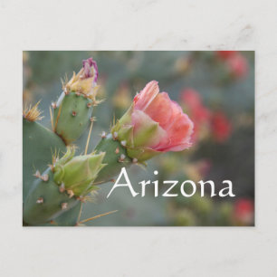 Rosa Kaktus Blume beginnt zu blühen, Arizona Postkarte