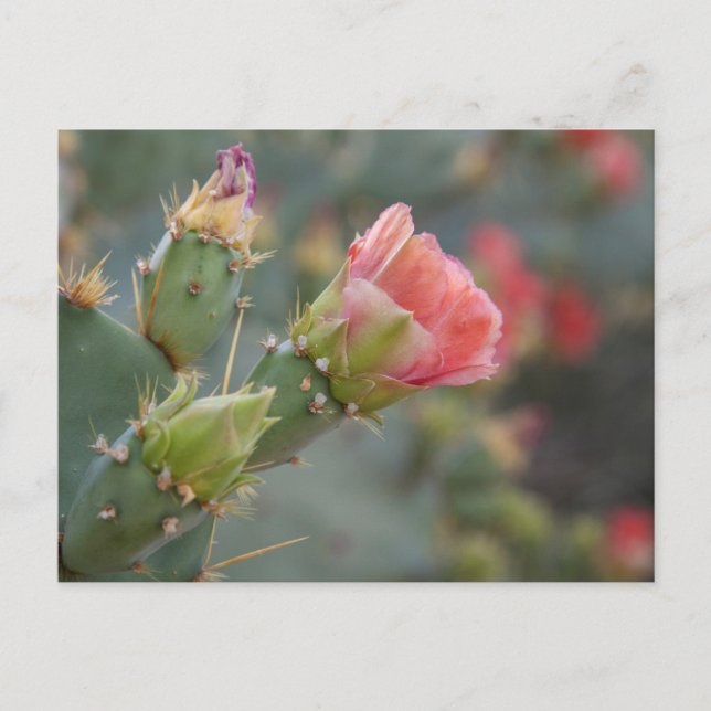Rosa Kaktus Blume beginnt zu blühen Postkarte (Vorderseite)