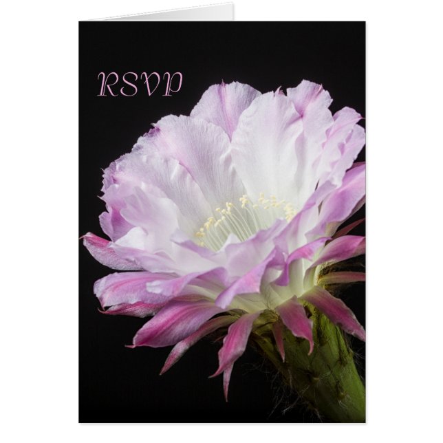 Rosa Kaktus Blume in blühender UAWG (Vorne)