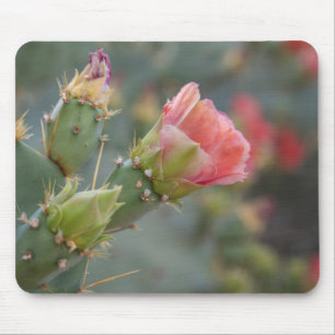 Rosa Kaktusblüte beginnt zu blühen Mousepad