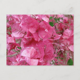 Rosa Kalender -2012 Postkarte