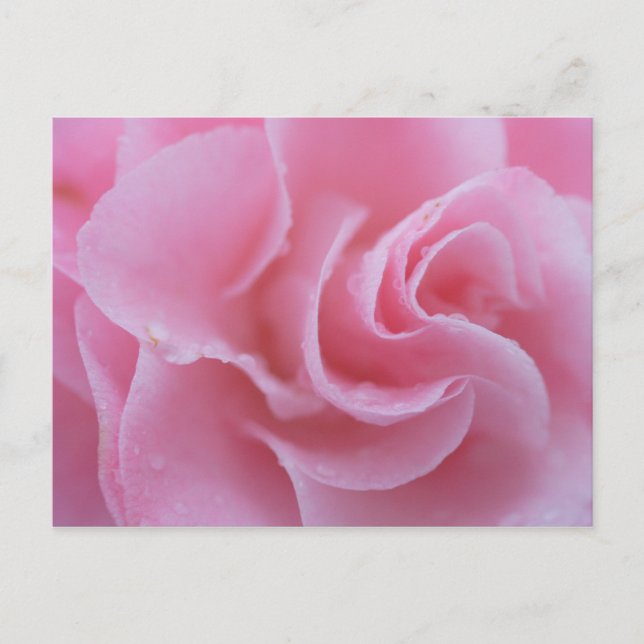 Rosa Kamelie Postkarte (Vorderseite)