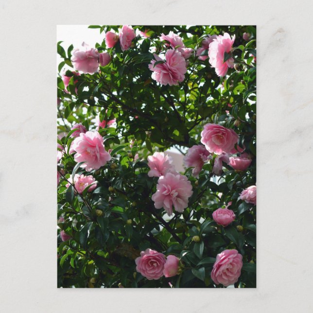 Rosa Kamelien: Tokio, Japan Postkarte (Vorderseite)