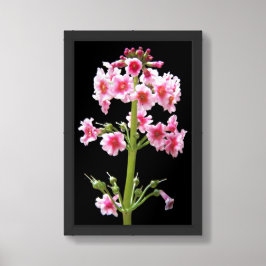 Rosa Kandelaber-Primel-Blumenbild Poster