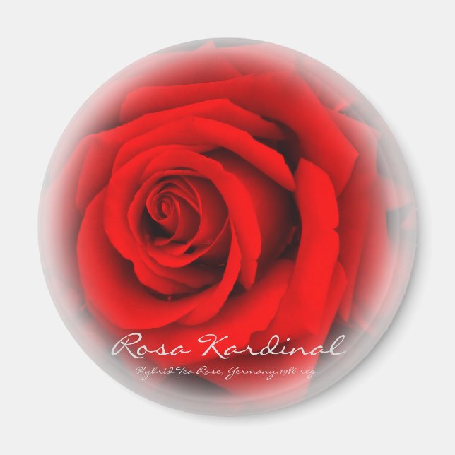 Rosa Kardinal Magnet (Vorne)