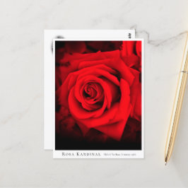 Rosa Kardinal Postkarte
