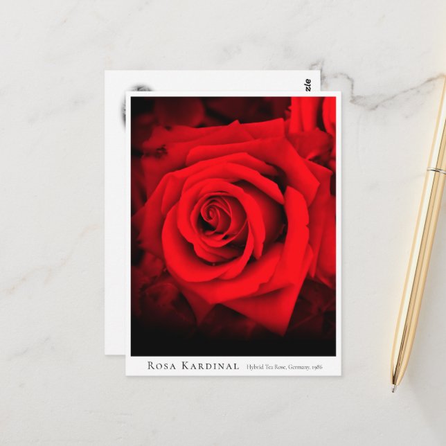 Rosa Kardinal Postkarte (Vorderseite/Rückseite Beispiel)