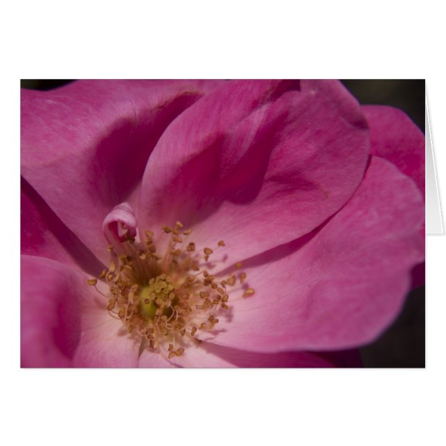 Rosa Karte (Vorderseite (Horizontal))