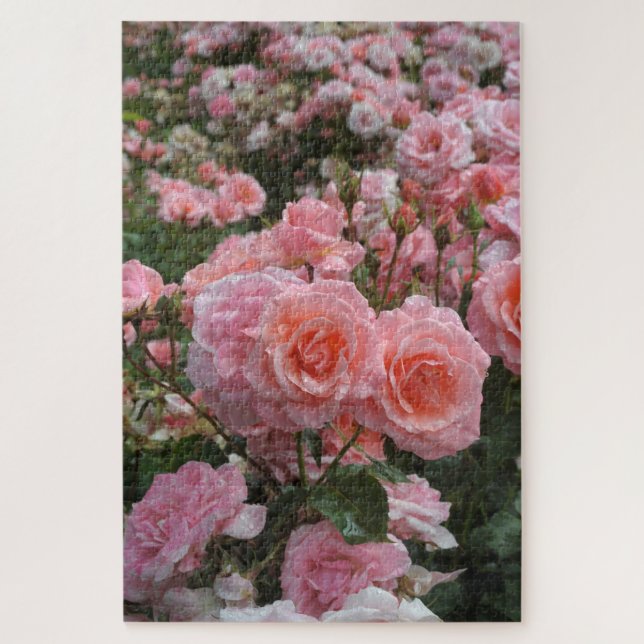 Rosa ‘Kate Sheppard’ Rose Puzzle (Vertikal)