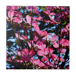 Rosa Keramik-Kachel-Foto Fliese