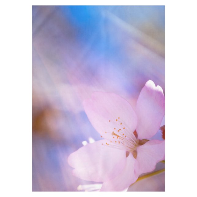 Rosa Kirschblüte Tischdecke (Vorderseite)