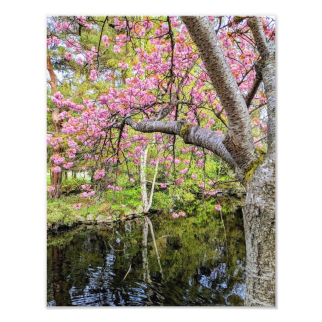 Rosa Kirschblüten am Teich Fotodruck (Vorne)