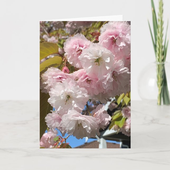 Rosa Kirschblüten blühen Karte (Vorderseite)
