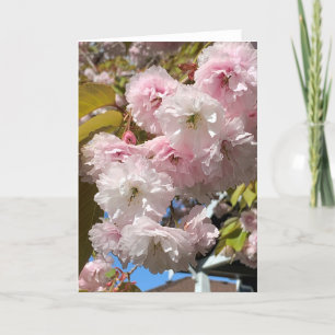 Rosa Kirschblüten blühen Karte